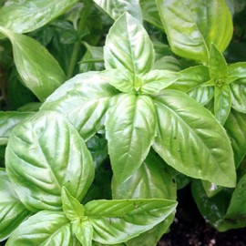 Organic Basil, Italian Large Leaf - 1 OZ ~16,000 Seeds - Non-GMO, Open Pollinated, Heirloom, Culinary Herb Gardening & Microgreens Seeds