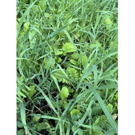 TnT Seed Company No Till Garden Cover Crop Mix Seeds, Improves Soil Health, Weed Suppression, Nitrogen Fixation, Increases Biomass, Soil Compaction, No Fillers, Throw and Grow Mix, 5 lb Bag