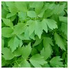 Everwilde Farms - 1/4 Lb Lovage Herb Seeds - Gold