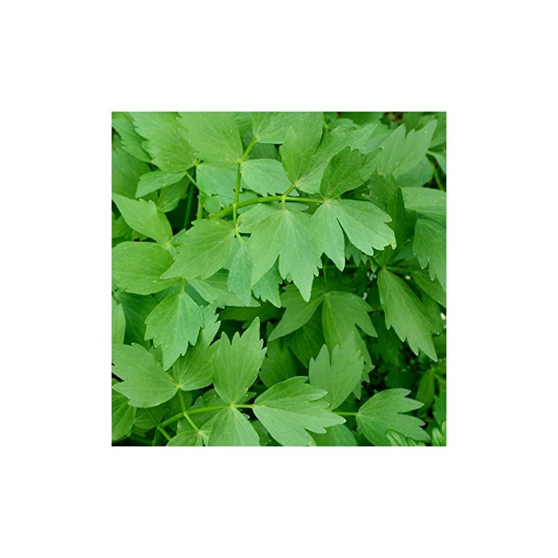 Everwilde Farms - 1/4 Lb Lovage Herb Seeds - Gold