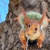 Pet Squirrel Harness and Leash Set Adorable Cloth Vest with