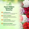 Outsidepride Sweet William Dianthus Seeds - 1/4 Lb. Perennial, Winter