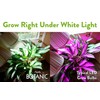 NorbBOTANIC Plant Light. Premium Indoor Grow Light with Full Spectrum