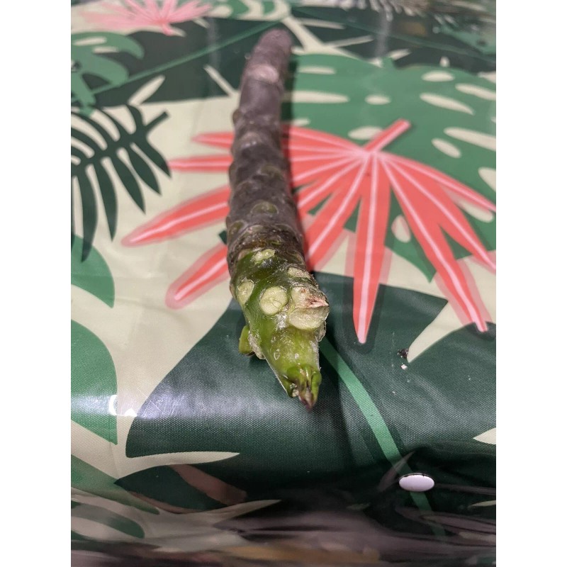 Hawaiian Pink Plumeria Fresh Starter Cutting Single Head 10inch Unrooted