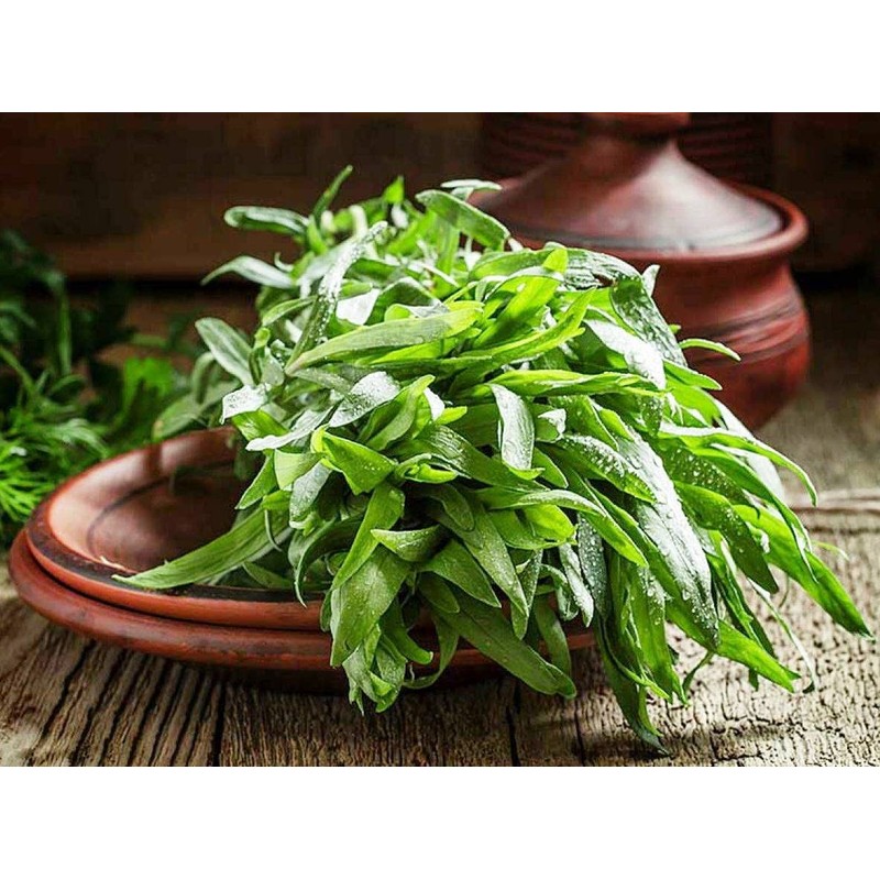 KIRA SEEDS - Seeds French Tarragon Medicinal - Estragon -