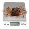 XECRDP 3 PCS 10cm 30g Soft Fishing Lures Crab Artificial