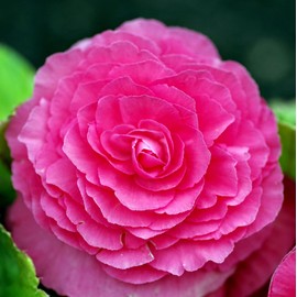 Pink Begonia Double Flower Bulbs, Tuber Shade Garden Plants, Spring Planting (4)