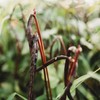 Pink-Eyed Purple Hull Cowpea - 50 Seeds - Heirloom Variety,