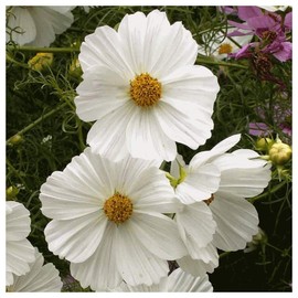 Everwilde Farms - 1/4 Lb Purity Cosmos Wildflower Seeds - Gold Vault