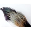 TIGA Toys Bettie Blacky bird cat toy feather teaser