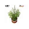 펫모닝 고양이 캣닢 화분 재배세트 PMC 296 PetMorning Catnip Planting