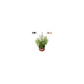 펫모닝 고양이 캣닢 화분 재배세트 PMC 296 PetMorning Catnip Planting Set PMC 296