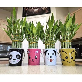 Lucky Bamboo Two Layer Lucky Bamboo In Cute Tin Basket - Double Your Luck 😃