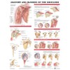 Anatomy and Injuries of The Shoulder Anatomical Chart Poster 20