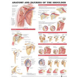 Anatomy and Injuries of The Shoulder Anatomical Chart Poster 20 x 26in