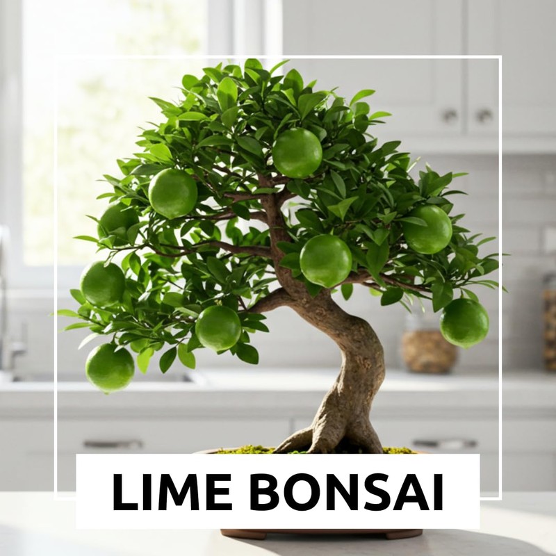 Dwarf Lime Tree Seeds – 20+ Healthy Seeds for Planting