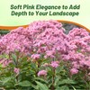 Outsidepride Joe Pyeweed Eupatorium Seeds - 5000 Pcs Easy to