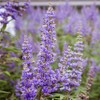 Generic Shoal Creek Vitex Or Chastetree, Violet Flowering, Aromatic, Heat