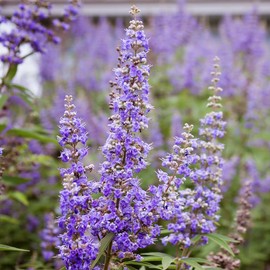 Generic Shoal Creek Vitex Or Chastetree, Violet Flowering, Aromatic, Heat Tolerant, Long Blooming, 3 gal Nursery Pot, 2 ft, Green and Purple