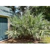 Wekiva Foliage Silver Saw Palmetto - Live Starter Plant in