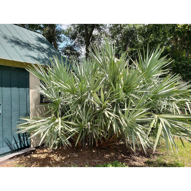 Wekiva Foliage Silver Saw Palmetto - Live Starter Plant in