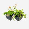 FOlIAGEMS Live Succulent Plants from USKC (Two 2"Pot Set) (String