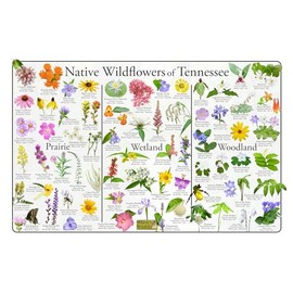 Where's Wildlife Native Wildflowers of Tennessee Poster - Flower Chart Divided into Prairie, Wetland, and Woodland (20" x 30")