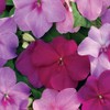 Outsidepride 100 Seeds Impatiens Xtreme Sapphire Shade Garden Flower Seed