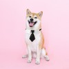 XZYZ Dog Collar, Soft Polyester Dog Bow Tie with Metal