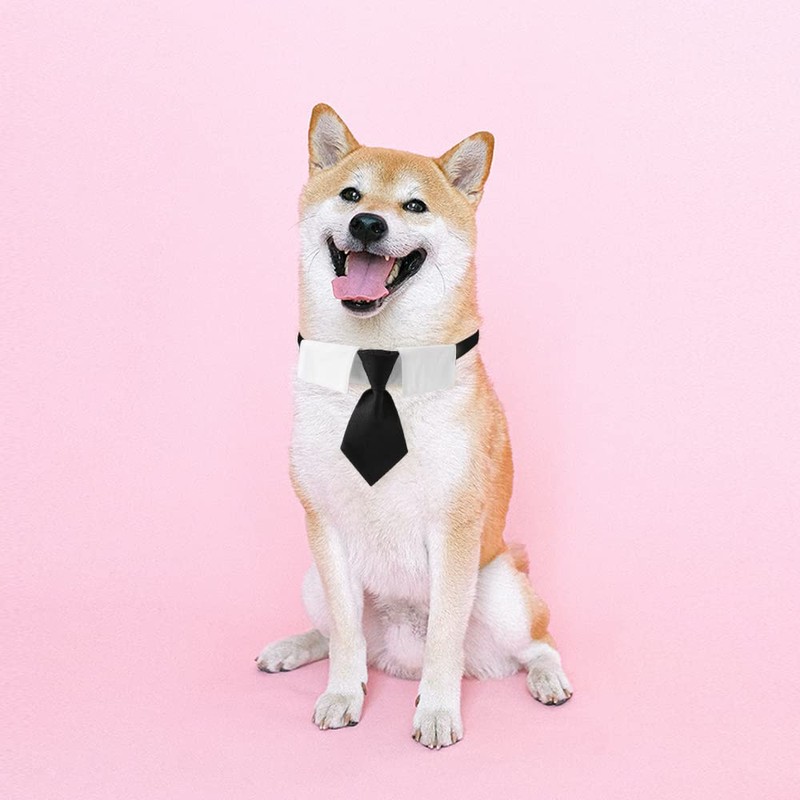 XZYZ Dog Collar, Soft Polyester Dog Bow Tie with Metal