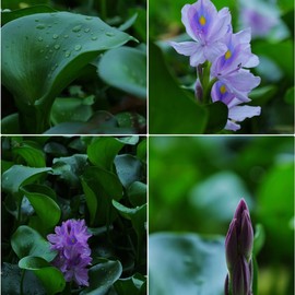 200 Water Hyacinth Seeds for Planting Pond Plants - Aquatic Plants for Water Gardens Koi Ponds and Outdoor Decor - Vibrant Water Plants for Natural Filtration and Backyard Ponds