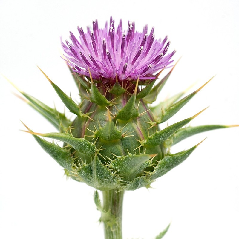 CLA, 1000 mg, 90 capsules, high dose, conjugated linoleic acid