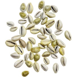 Generic Natural Yellow Stone Set of 11 - Premium Quality Yellow Kauri/Kaudi Shankh for Diwali Puja and Lakshmi Poojan by AMAZPRIME, 10 cm x 4 cm x 4 cm