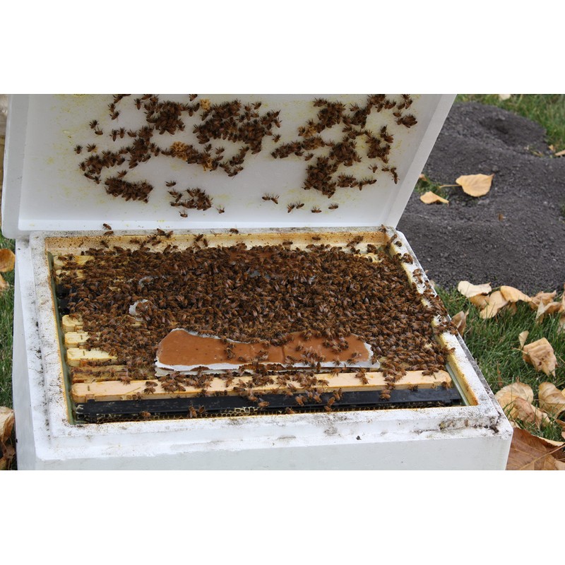 Global Patties 4% Pollen Patties for Bees | 2 Pack
