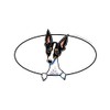 CafePress Rat Terrier Peeking Bumper Sticker Oval Car Bumper Sticker
