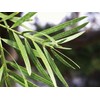 25 Premium Podocarpus Gracilior Seeds - Grow Your Own Exotic