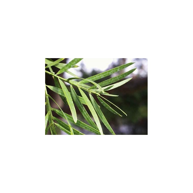 25 Premium Podocarpus Gracilior Seeds - Grow Your Own Exotic
