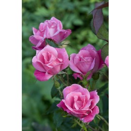 Green Promise Farms Rosa Knock Out` (Reblooming) Rose, 3 Size Container, pink flower