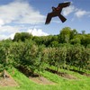 Flerigh Bird Hawk Flying Kite Without Pole for Crops Farm