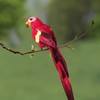 Simulation Feather Parrot Beautiful Artificial Bird Decor Party Garden Home