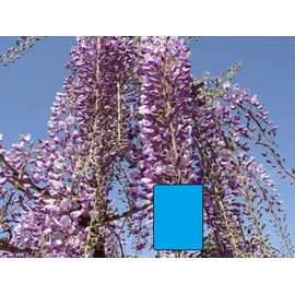 Generic Wisteria floribunda Royal Purple 6-12 inches Tall Rare Item