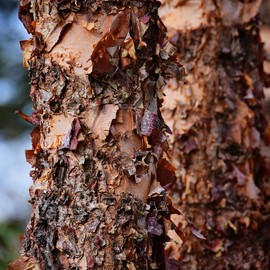 Dura Heat River Birch, Fast Growing, Deciduous, Heat Tolerant, Exfoliating Bark, 5 gal Nursery Pot