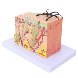 Skin Model, 35X Enlarged Skin Anatomical Model 3D Skin Layer Structure Anatomy Model with Hair for Science Classroom Learning Teaching Display Medical Skin Marking