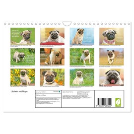 Smile with Pug (Wall Calendar 2025 DIN A4 Landscape), CALVENDO Monthly Calendar