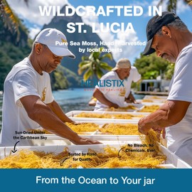 Healistix Pineapple Mango Sea Moss Gel [16 Oz] - Exquisitely Crafted from Seamoss Wildcrafted in The Pristine Waters of St Lucia, A Natural Delight