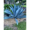 Super Blue Agave Americana, Century Plant - Size: 6in Pot,