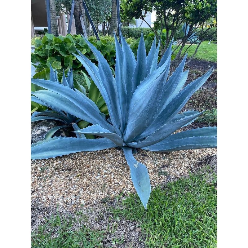 Super Blue Agave Americana, Century Plant - Size: 6in Pot,