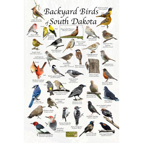 Where's Wildlife Backyard Birds of South Dakota Bird Identification Poster