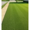 8000 Premium Centipede Grass Seeds with moisture retaining coating