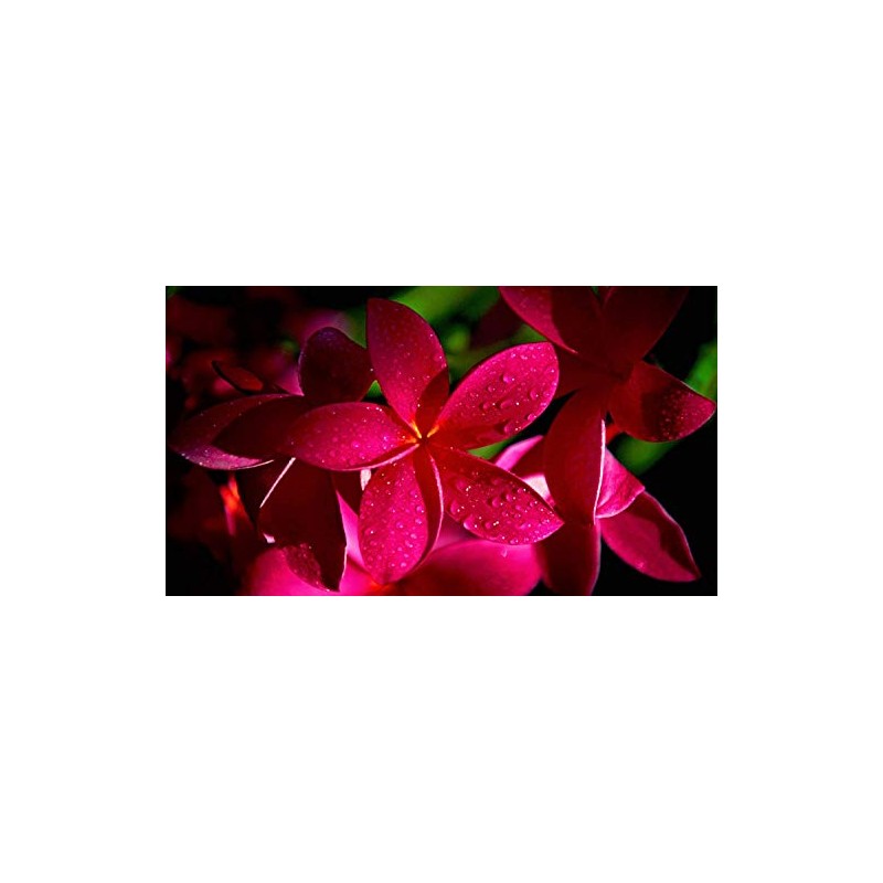 2 Ruby Red Plumeria Rare Red Plumeria 8-12 Inch Branch
